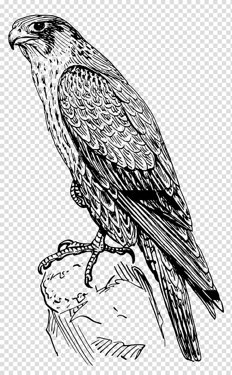 Peregrine falcon Coloring book Drawing Bird, Hawk transparent background PNG clipart