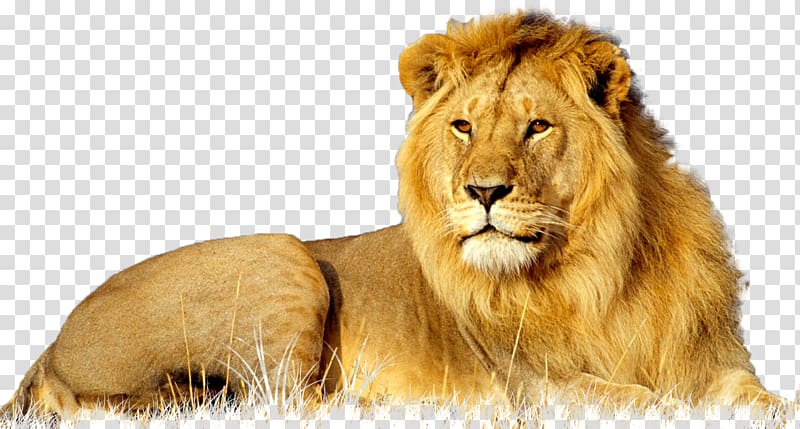 Lion African wildcat Leopard Big cat, lion transparent background PNG clipart