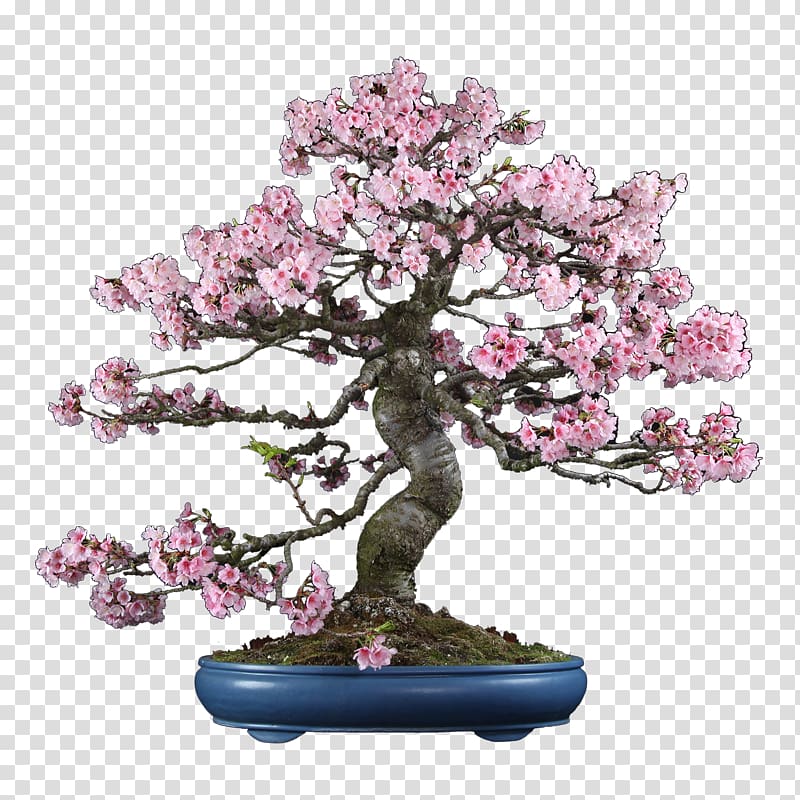 Chinese sweet plum Cherry blossom ST.AU.150 MIN.V.UNC.NR AD, cherry blossom transparent background PNG clipart