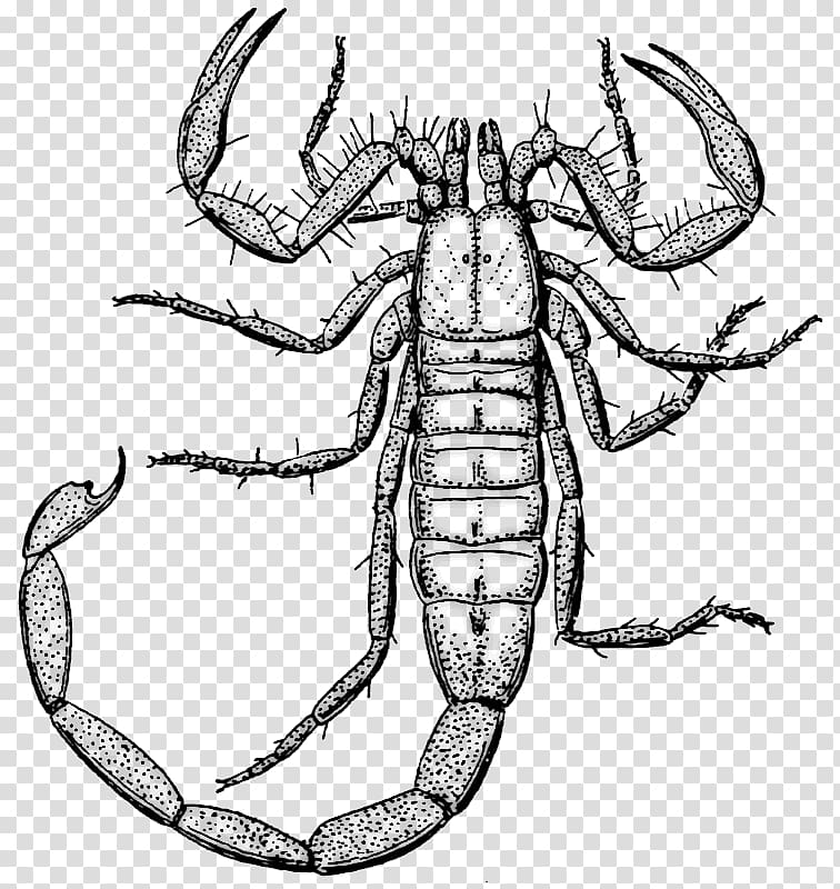 Scorpion Drawing Black and white Line art, Scorpion transparent background PNG clipart