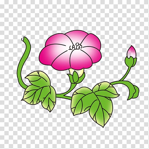 Flower Adobe Illustrator Ipomoea nil Information, Lotus transparent background PNG clipart
