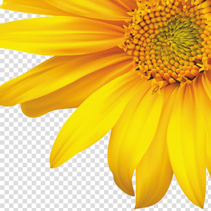 Common sunflower , Decorative corners sunflower sunflowers transparent background PNG clipart