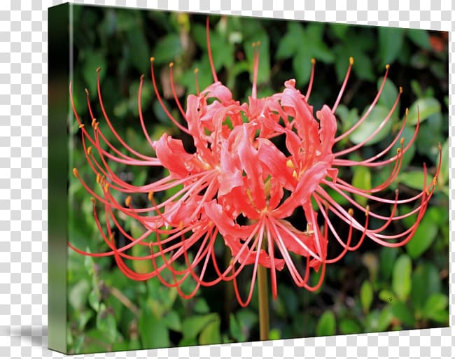 Red spider lily Art Painting, painting transparent background PNG clipart