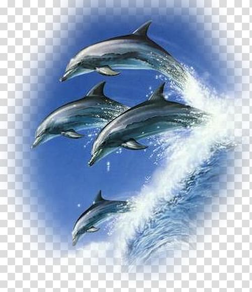 Common bottlenose dolphin Cetacea Porpoise Jumping, dolphin transparent background PNG clipart