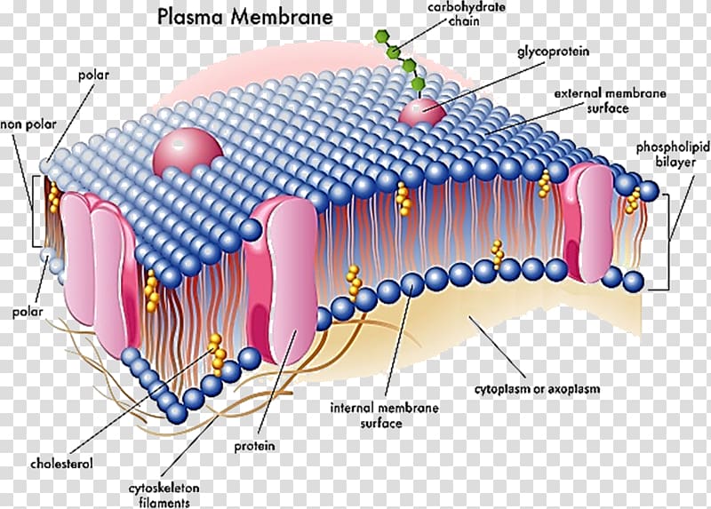 Cell membrane Biological membrane Nuclear envelope, polar biology transparent background PNG clipart