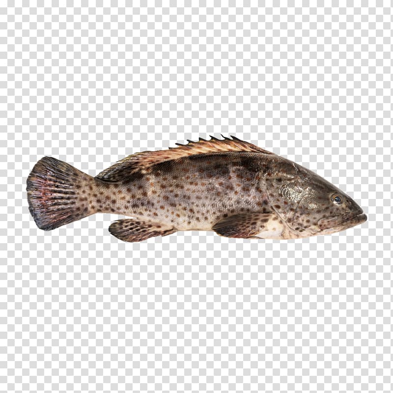Orange-spotted grouper Fish Hamour Brown spotted reef cod, fish transparent background PNG clipart