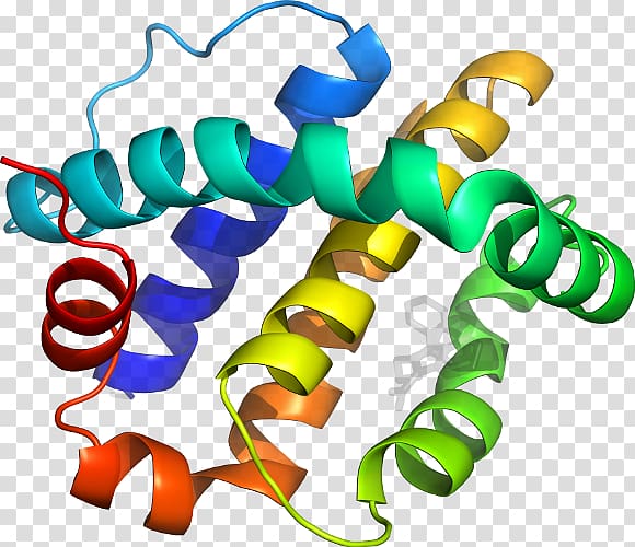 Protein structure Protein tertiary structure Bioinformatics, others transparent background PNG clipart