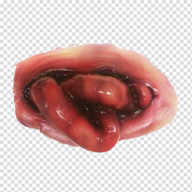 Small intestine Prosthetic Makeup Special Effects Gastrointestinal tract Lip, others transparent background PNG clipart