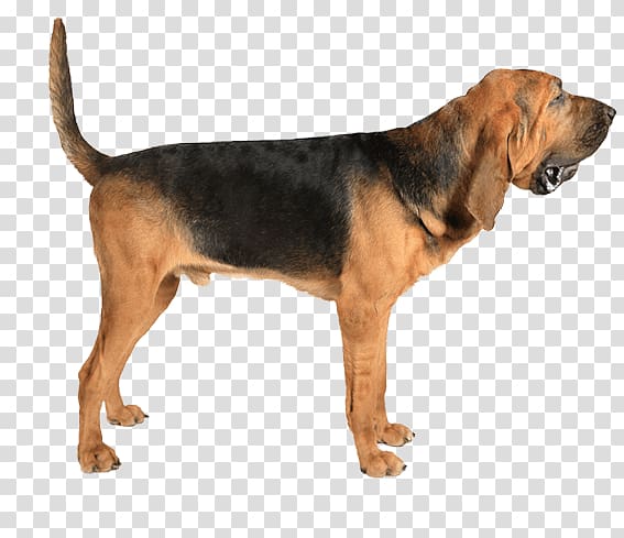 Beagle-Harrier Bloodhound Redbone Coonhound Black and Tan Coonhound Treeing Walker Coonhound, others transparent background PNG clipart