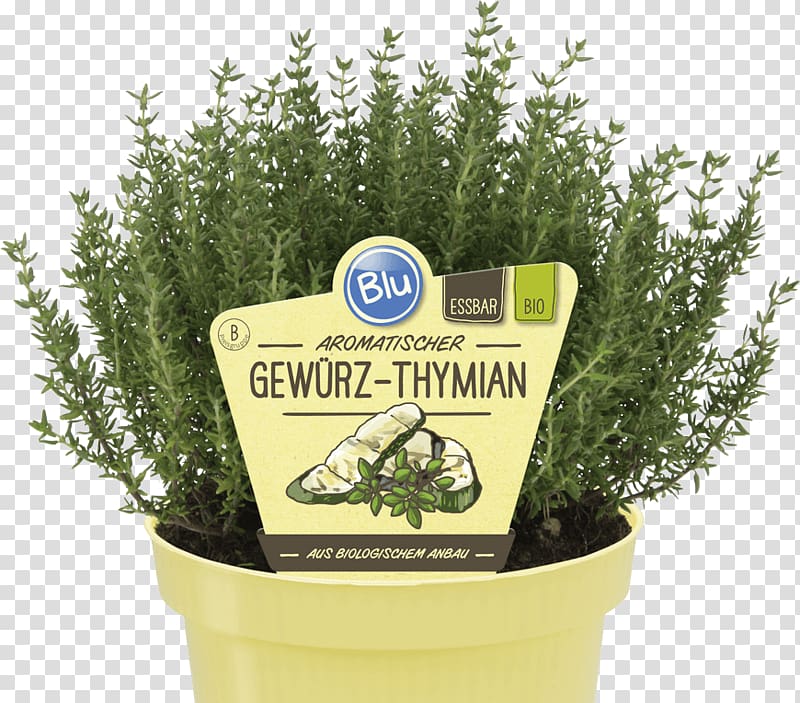 Herb Garden Thyme Basil Marjoram Rosemary, paprika transparent background PNG clipart