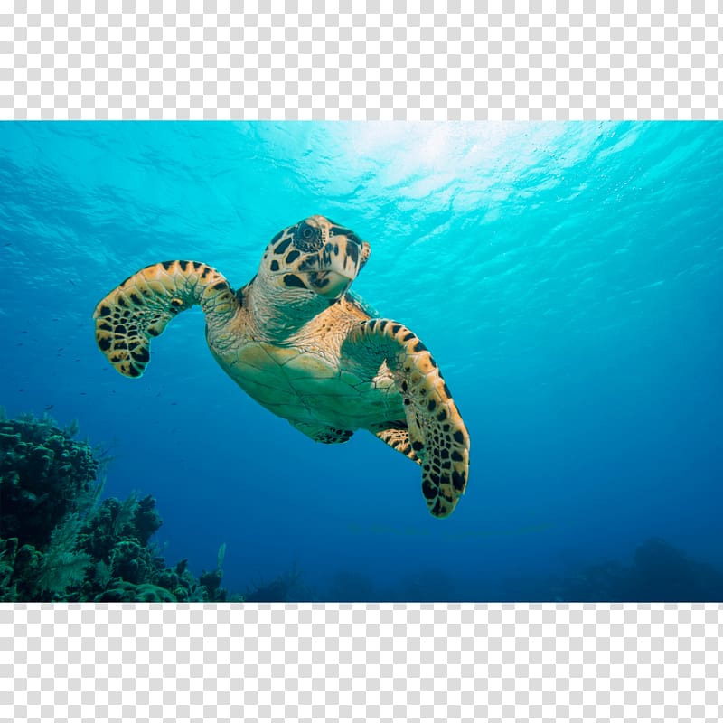 Loggerhead sea turtle Canvas print Printing Hawksbill sea turtle, watercolor tortoise transparent background PNG clipart