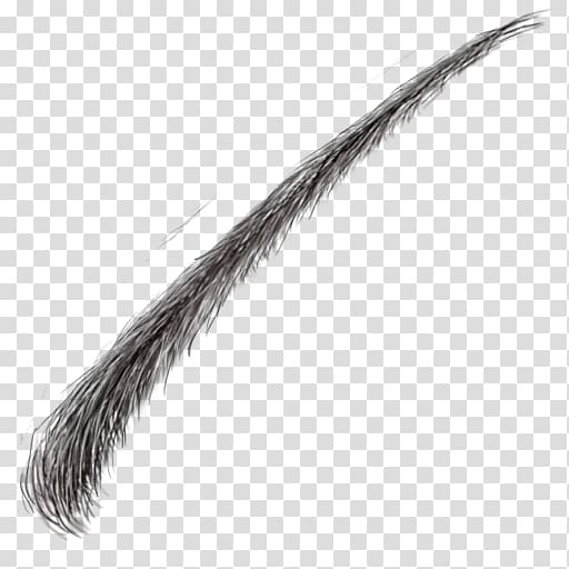 Eyebrow Hair Face, eyelashes transparent background PNG clipart