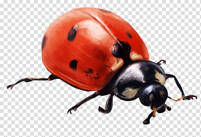 Ladybird beetle Insect File size , joaninha transparent background PNG clipart