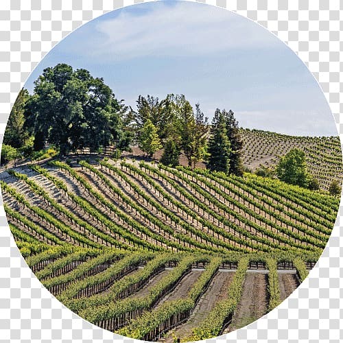 Paso Robles Napa County, California Wine Country Sonoma, misty mountains oregon transparent background PNG clipart