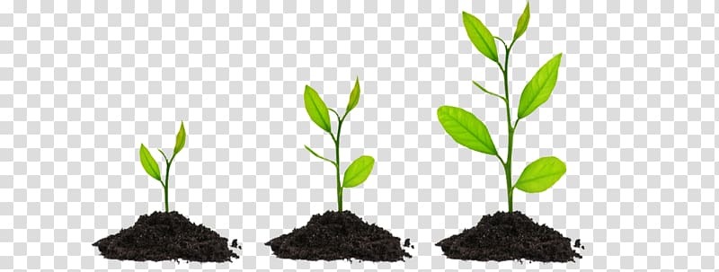 Plant Seed Bonsai Tree , Plant GROWING transparent background PNG clipart