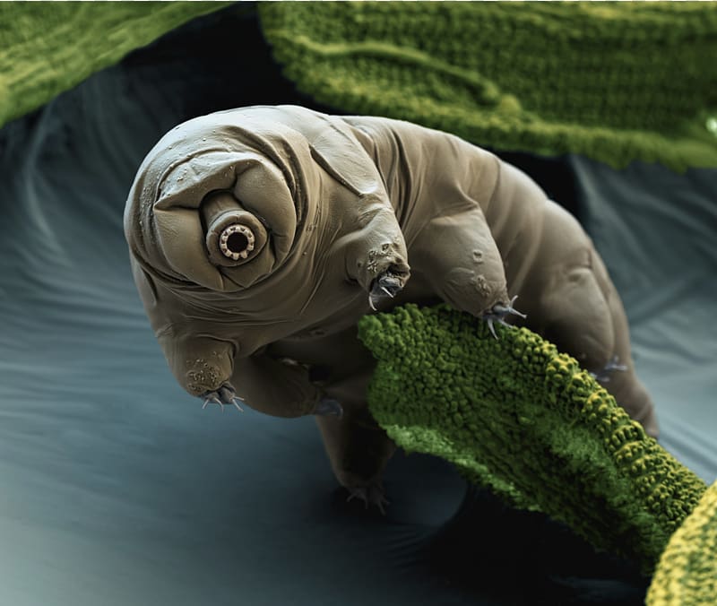 Tardigrade Micro-animal Vacuum Macrobiotus sapiens Organism, flea transparent background PNG clipart
