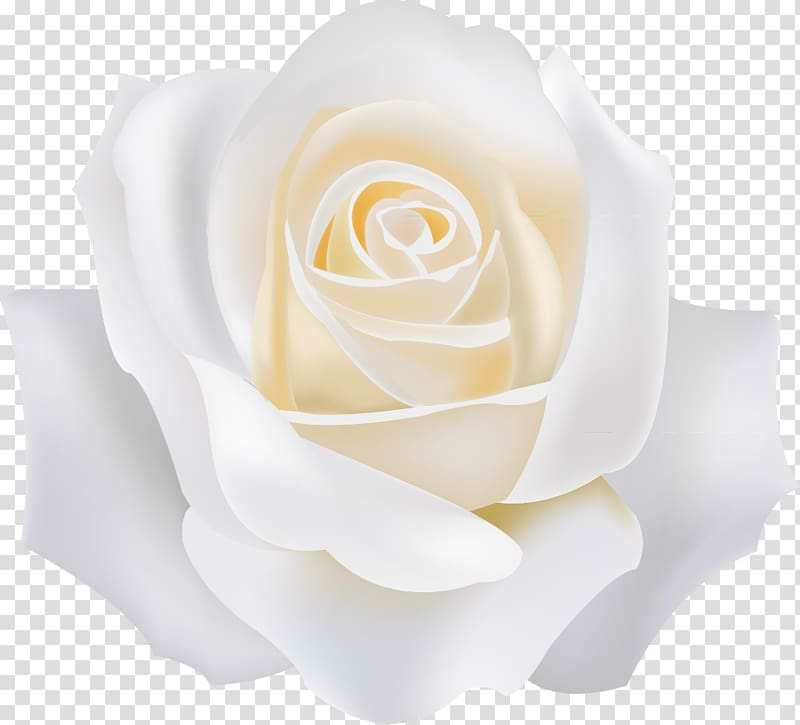 white flower, Garden roses White, White roses transparent background PNG clipart