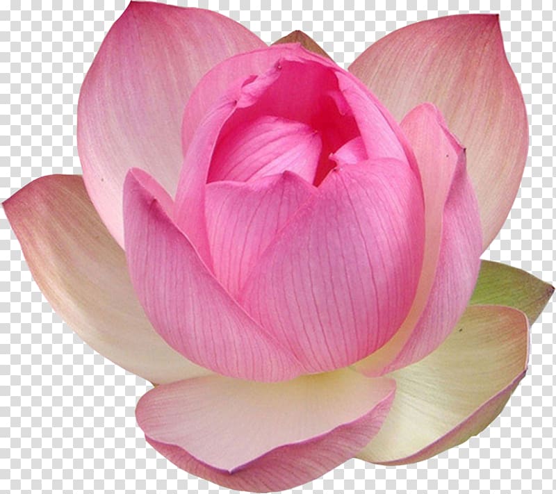 Nelumbo nucifera Egypt Flower Lotus Aquatic Plants, jasmine flower transparent background PNG clipart