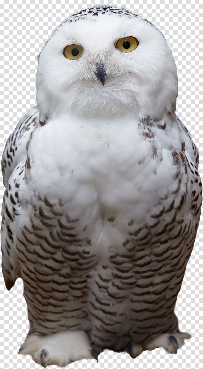 Snowy owl Bird of prey Barred Owl, owl transparent background PNG clipart