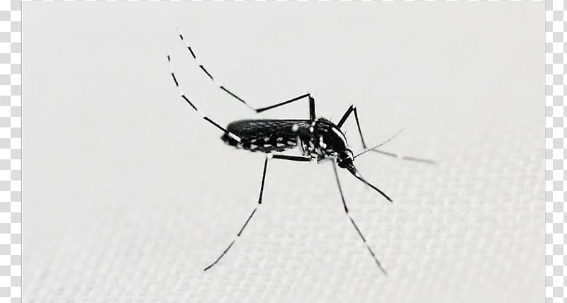 Mosquito Insect White, dengue fever transparent background PNG clipart