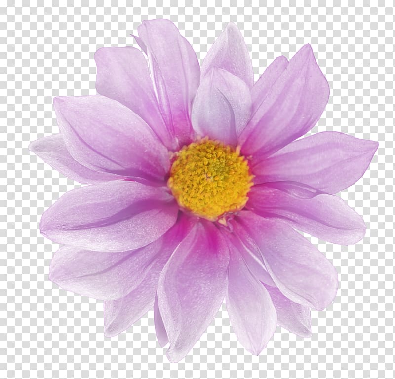 Flower Albom , chamomile transparent background PNG clipart