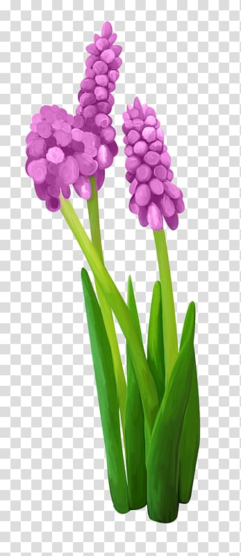 Hyacinth Flower Drawing, hyacinth transparent background PNG clipart