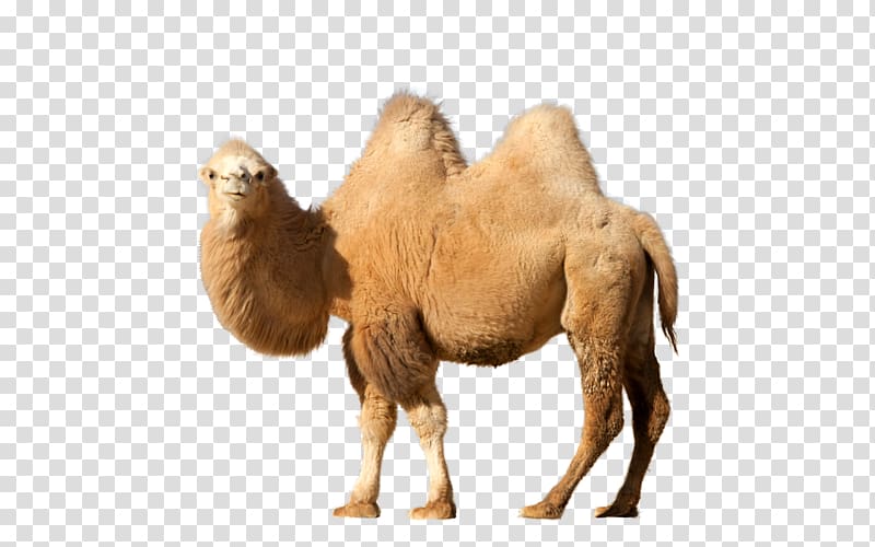 Dromedary , Camel transparent background PNG clipart