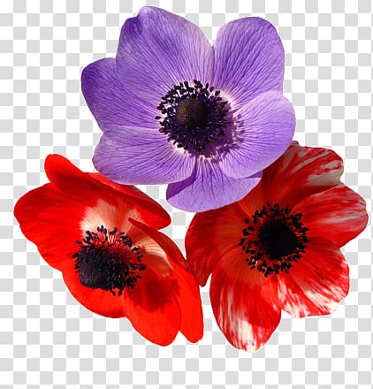 El temps a Catalunya dia a dia Red Flower Purple, flower transparent background PNG clipart