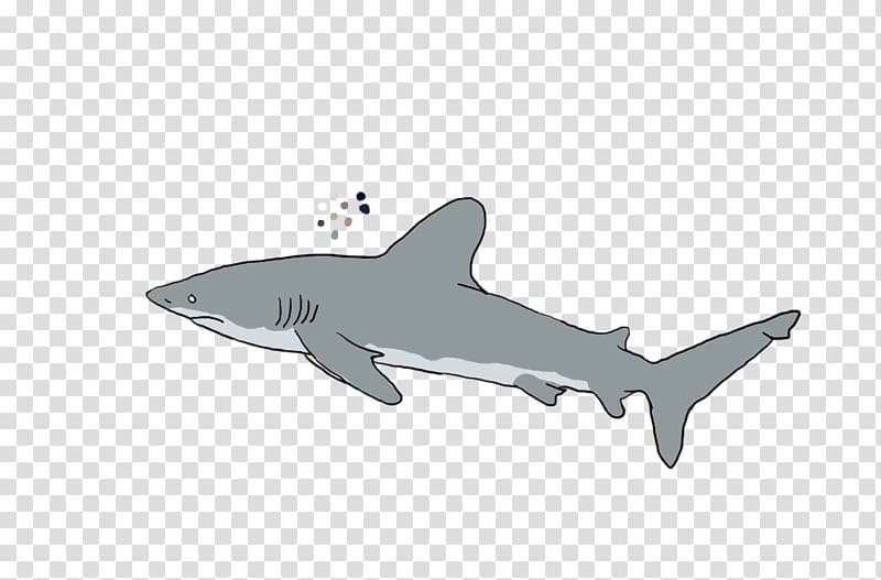 Tiger shark Product design Requiem sharks, shark transparent background PNG clipart