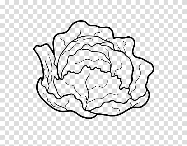 Chinese cabbage Capitata Group Drawing , vegetable transparent background PNG clipart