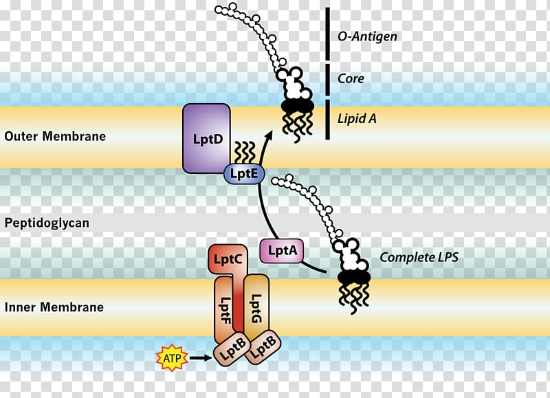 Endotoxin Cell membrane Bacterial outer membrane Gram-negative bacteria, Membrane Transport Protein transparent background PNG clipart