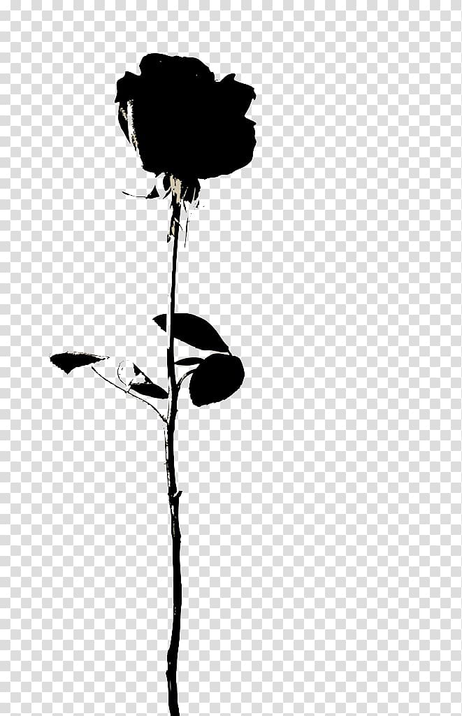 black rose , Rose Flower Icon, A black rose transparent background PNG clipart
