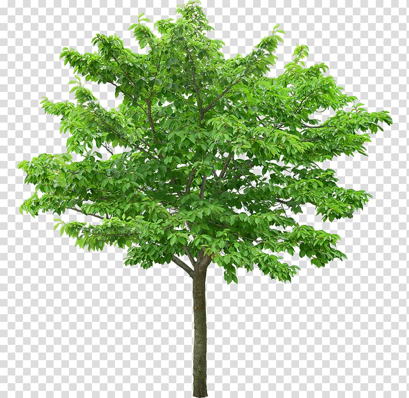 green leafed tree illustration, Plane trees Desktop , arbol transparent background PNG clipart
