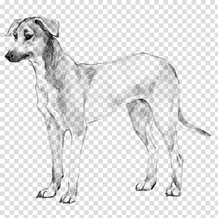 Dog breed Potcake dog American staghound Longhaired Whippet, puppy transparent background PNG clipart