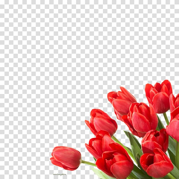 Flower Tulip Desktop Floristry, flower transparent background PNG clipart