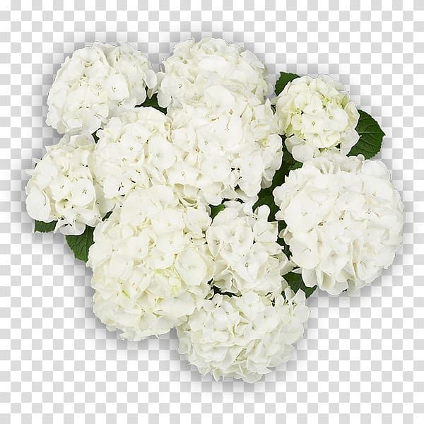 Hydrangea Cut flowers Floral design Flower bouquet, flower transparent background PNG clipart