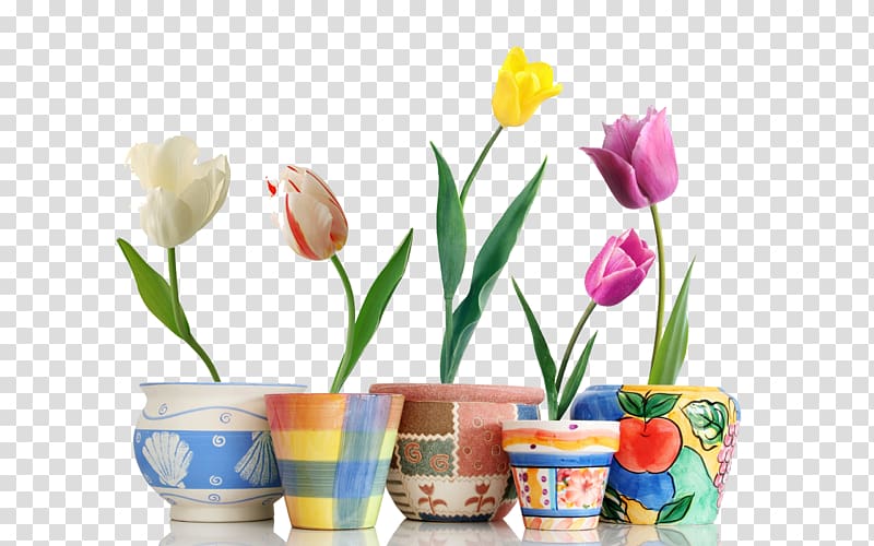 several assorted-color flowers in pot, Canadian Tulip Festival Flower , Tulips in a flowerpot transparent background PNG clipart