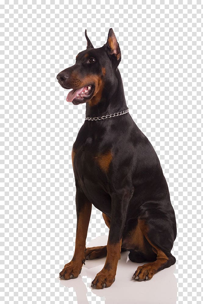Dobermann Rottweiler Bulldog Puppy Pet, Tongue black dog transparent background PNG clipart