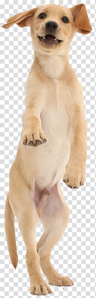 Golden Retriever Labrador Retriever Puppy Dog breed Dachshund, pet adoption transparent background PNG clipart