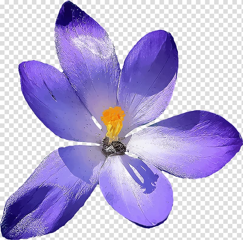 purple flower illustration, Crocus transparent background PNG clipart