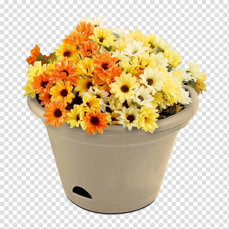 Transvaal daisy Floral design Flowerpot Cut flowers, flower transparent background PNG clipart