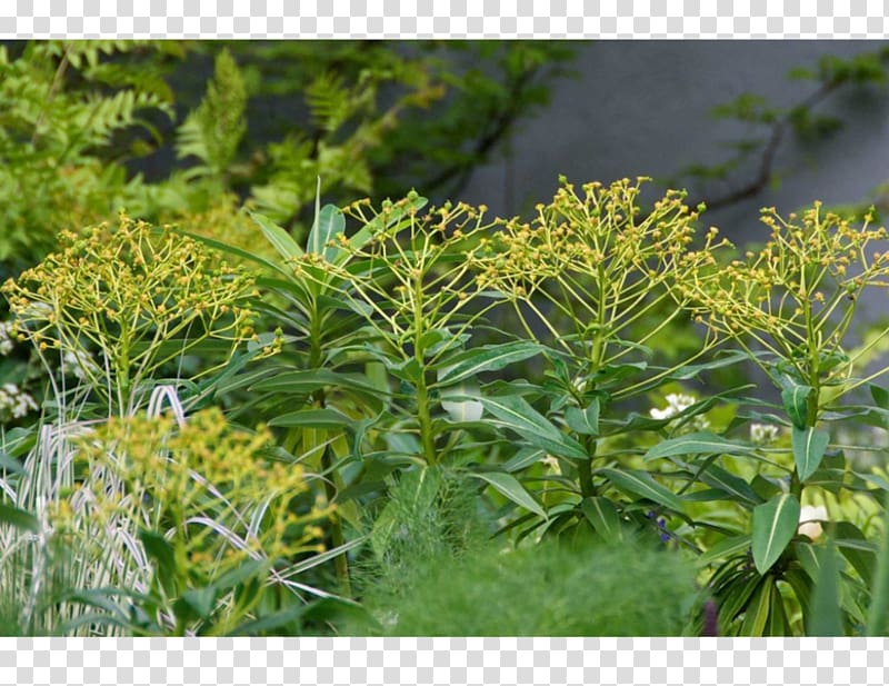 Subshrub Tree Herb, Ulmus Minor transparent background PNG clipart