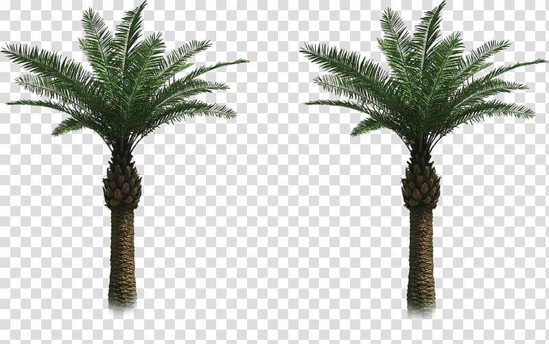 Arecaceae Tree Date palm , tree transparent background PNG clipart