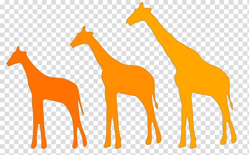 Giraffe Lamarckism Evolution Darwinism Natural selection, giraffes transparent background PNG clipart
