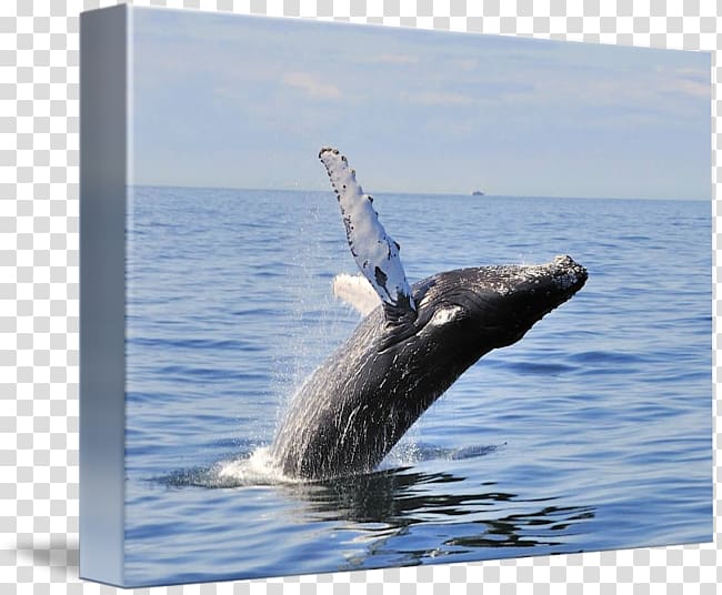 Humpback whale Gray whale Cetacea Inlet, whale border transparent background PNG clipart