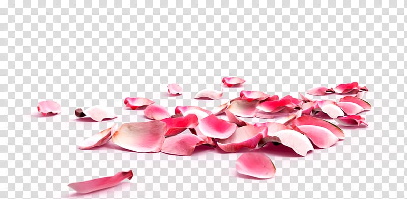 Set of 9 pink color rose petals on a transparent background 28339593 PNG