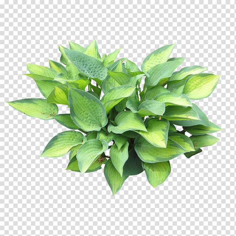 green leafed plant, Embryophyta Plantain lilies, bushes transparent background PNG clipart