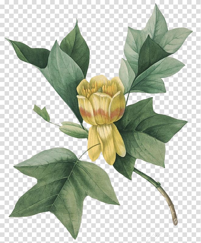 Tulip tree Botanical illustration Botany Choix des plus belles fleurs, transparent background PNG clipart