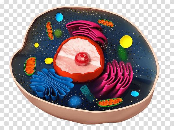 Plant cell Cèl·lula animal Biology, cells transparent background PNG  clipart | HiClipart