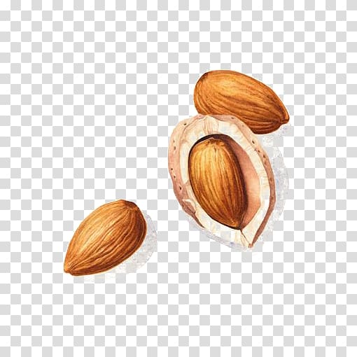 walnut , Watercolor painting Drawing Illustration, Almond deductible element transparent background PNG clipart